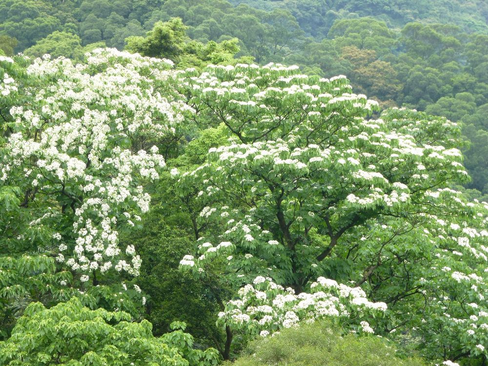 アジア新風土記（52）ホウオウボク（鳳凰木） - 株式会社 高文研