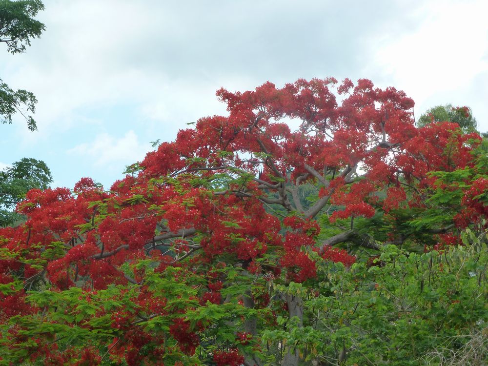 アジア新風土記（52）ホウオウボク（鳳凰木） - 株式会社 高文研