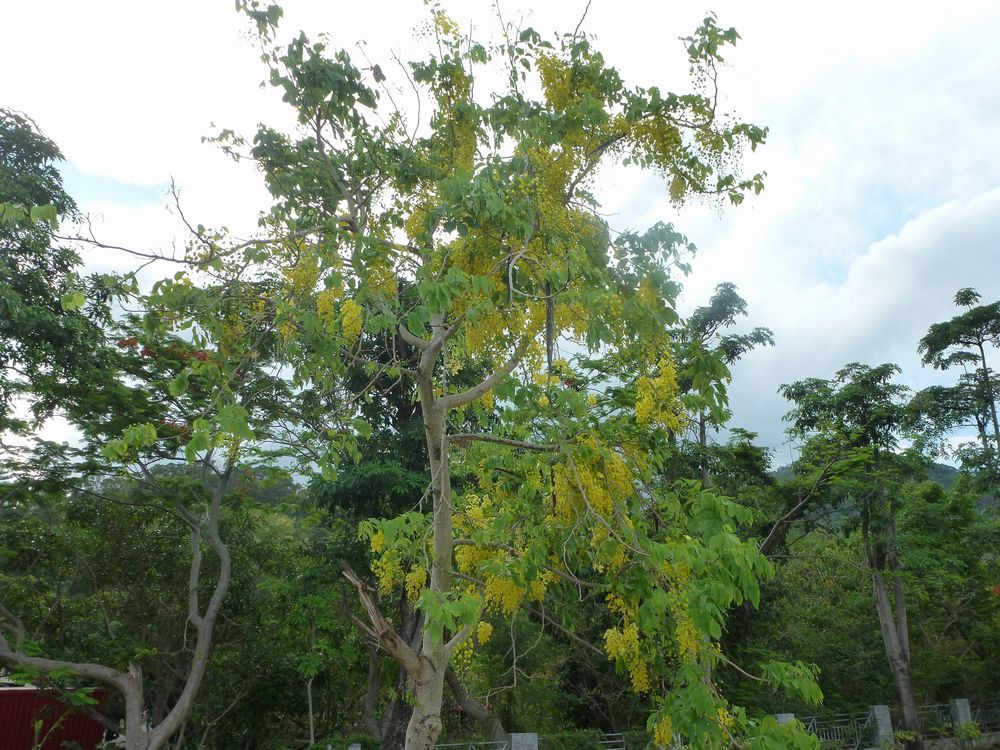 ホウオウボク 鳳凰木 希少大型180cm❗曲がり仕立て 美しい樹形と葉色
