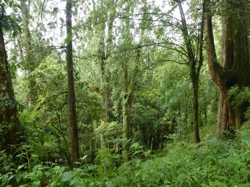 アジア新風土記（110）阿里山 - 株式会社 高文研